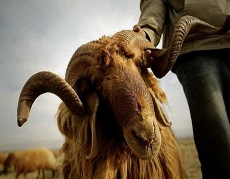 مخلفات ذبح الاضاحي ما تزال متراكمة بدير ابي سعيد مخلفات ذبح الاضاحي ما تزال متراكمة بدير ابي سعيد