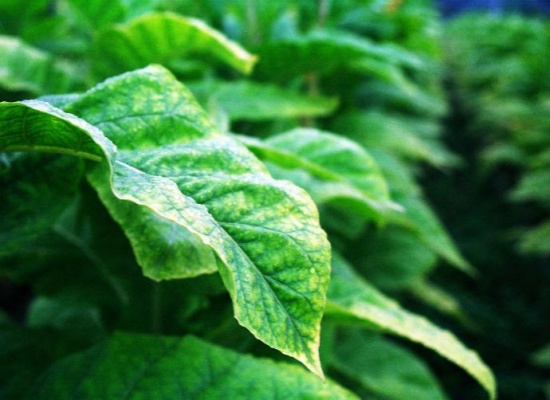 رغم أضراره.. هل يشفي التبغ من السرطان؟