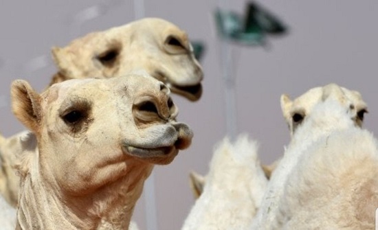 بالصور : انتشار عمليات تجميل الإبل بالسعودية.. وهذا ثمن الجراحة بالصور : انتشار عمليات تجميل الإبل بالسعودية.. وهذا ثمن الجراحة