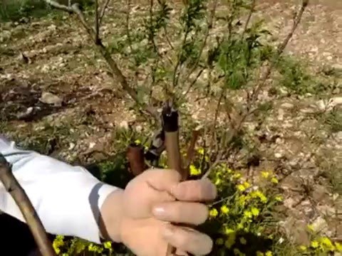 "زراعة بني كنانه" تنفذ حملة رش لأشجار اللوزيات "زراعة بني كنانه" تنفذ حملة رش لأشجار اللوزيات