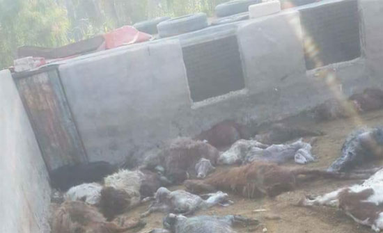 الزرقاء :نفوق 27 رأس غنم بعد هجوم ذئب مفترس