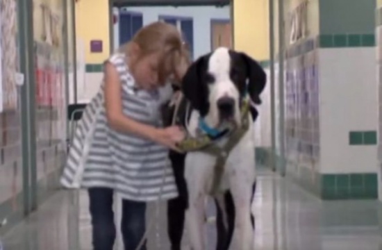 شاهد.. كلب يساعد طفلة على المشي