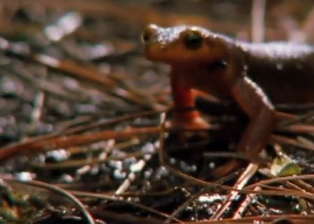 سمندل الماء