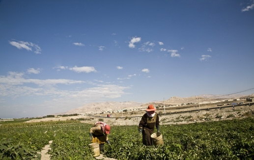 مسودة نظام تلزم بإشراك عمال الزراعة في الضمان الاجتماعي