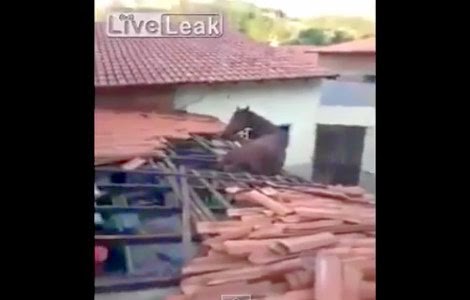 بالفيديو: حصان يسقط من سطح منزل