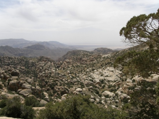 مطالب بضرورة المحافظة على الغابات الطبيعية في الطفيلة