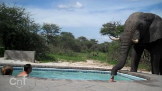 فيل يتسلل ليشرب من ماء مسبح