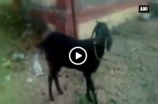 اعتقال عنزة في الهند .. تعرف على التهم