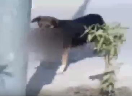 بالفيديو: كلبة تحمل رضيعاً بين فكيها وتتجول به في الشوارع