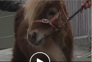 مأساة حصان لم يقص حوافره لعشرة أعوام (فيديو)