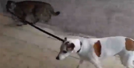 صداقة نادرة بين الكلب والقط