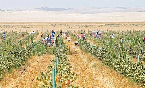 الاردن 7 عربياً والـ 49 عالمياً في مؤشر الأمن الغذائي الاردن 7 عربياً والـ 49 عالمياً في مؤشر الأمن الغذائي