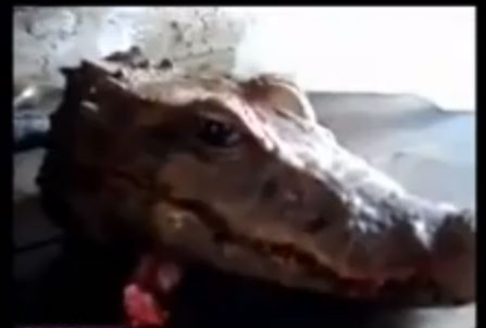 تمساح يتحرك برأس مقطوعه