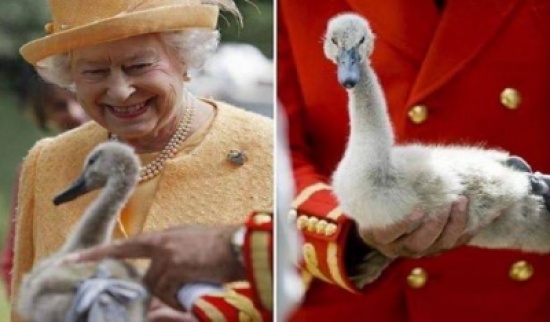 قناص يقتل بجعات الملكة إليزابيث!