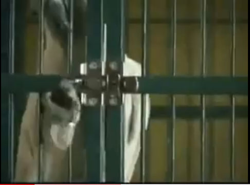 ذكاء ببغاء