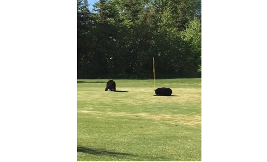 فيديو طريف لدببة تتشاجر على راية جولف في امريكا