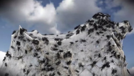 ملايين العناكب تمطر