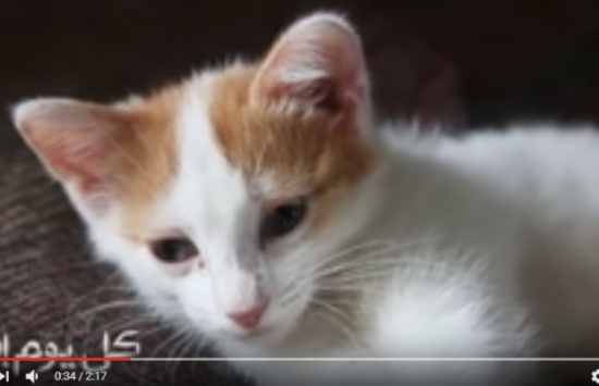 فيديو : معجزة القطط يكتشفها العلماء بعد ما اشار لها النبي