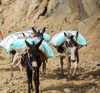 مسيرة على الدواب رفضا لقرارات الحكومة في الكرك..صور