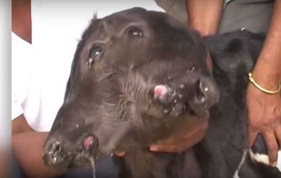 بالفيديو: حالة نادرة لـ "عجل" يولد برأسين