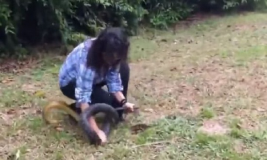 شاهد: امرأة تطارد أفعى ضخمة وتنقضّ عليها