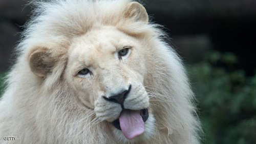 مقتل 6 أسود من فصيل نادر