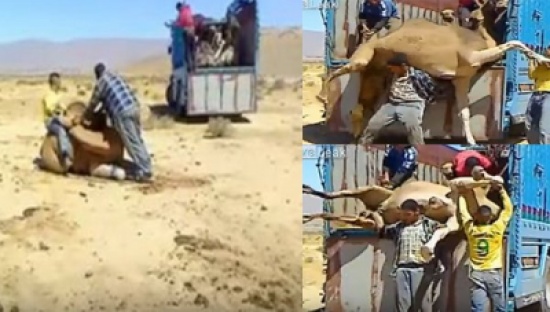 فيديو: رجل يحمل جملاً ضخماً فوق ظهره