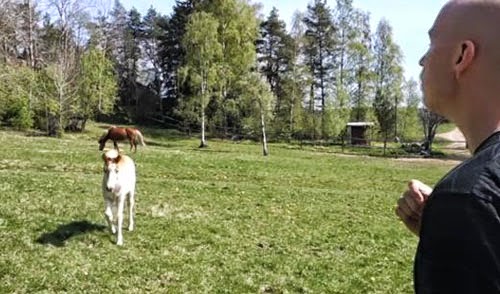 فيديو: شاب ينادي الخيل بلغتها فيديو: شاب ينادي الخيل بلغتها