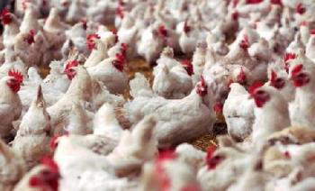 استقرار أسعار الدجاج الطازج المبرد والسكر والأرز