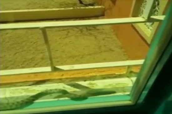 بالفيديو: محاولات يائسة لثعبان حاول إقتحام منزله هرباً من حرارة الشمس