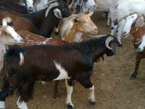 توزيع 500 راس ماعز على اسر فقيرة بالمقرق  