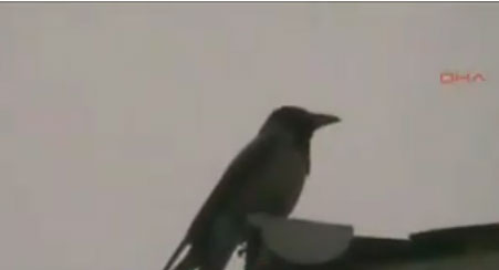 غراب يذكر اسم الله عند نزول المطر في تركيا