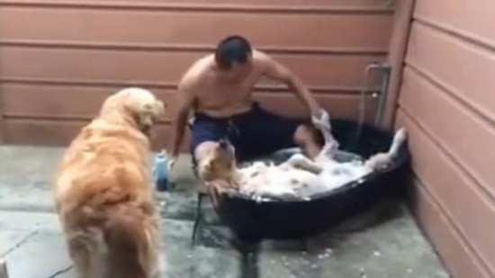 كلب في غاية الاسترخاء يأخذ حماما دافئا