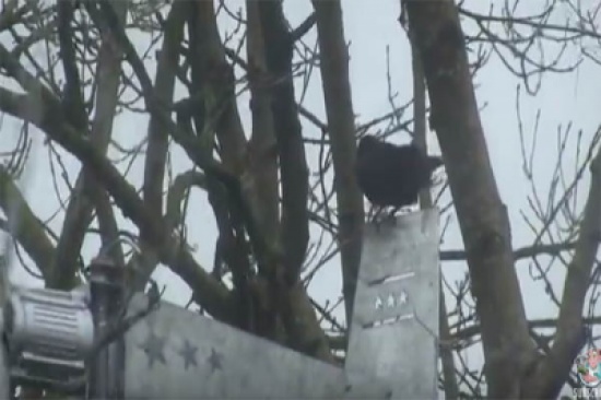 شاهد.. طائرة عالقة تقتل غرابًا قليل الحظ