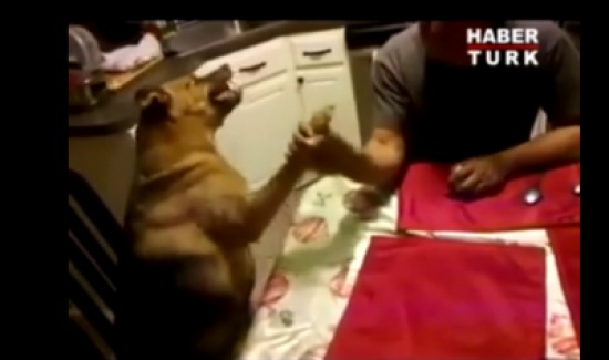 كلب يتحدى صديقه