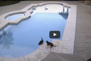 شاهد.. قط مؤذ ينتقم من آخر بطريقة ماكرة