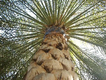 مهني المشارع يدرب على العناية بالنخيل