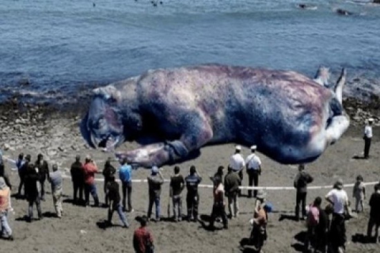 شاهد.. العثور على كائن ضخم وغريب على شاطئ يوتا