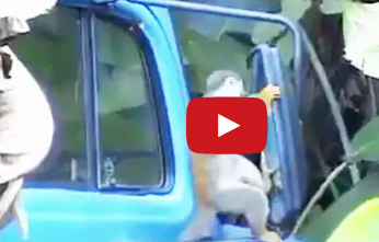 بالفيديو : قرد جن جنونه لما شاهد نفسه في مرآة