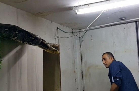 مليونا مشاهدة لمعركة مثيرة بين فلسطيني وثعبان ضخم (شاهد) مليونا مشاهدة لمعركة مثيرة بين فلسطيني وثعبان ضخم (شاهد)