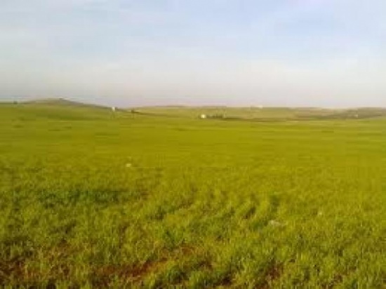 زراعة المزار الجنوبي تدعو المزارعين الى زراعة اراضيهم زراعة المزار الجنوبي تدعو المزارعين الى زراعة اراضيهم