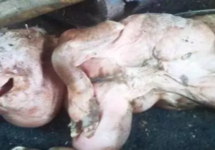 ولادة معزة برأس إنسان في الارجنتين ولادة معزة برأس إنسان في الارجنتين