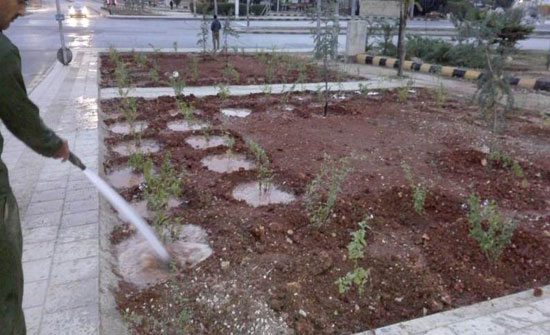 الأمانة تواصل خطتها لتجميل المدينة وزيادة المساحات الخضراء في مناطقها