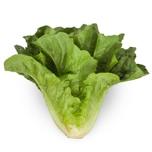 الخس انواعه وفوائده الخس انواعه وفوائده