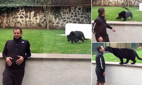شاهد..  نمر أسود يهاجم رجلا من الخلف