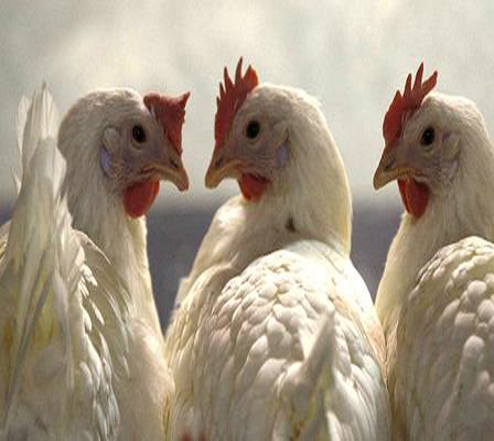 مربّو الدجاج في بريطانيا يزوّدن دجاجهم بمراييل ضوئية !!