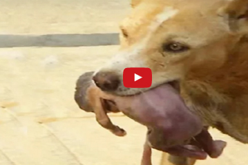 بالفيديو  : حيوانات أنقذت حياة البشر