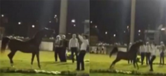 شاهد.. حصان يهاجم حارسه ويسقطه أرضًا