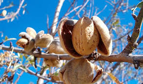 بدء رش اللوزيات في لواء بني كنانة