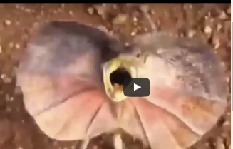 شاهد.. سحلية ضخمة تطارد شابا حاول تصويرها